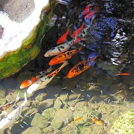 Hotel Parque Tropical